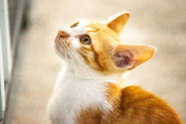 Turuncu bir kedinin sakin bakışları tetikte ve gözlemci olduğunu gösterir..