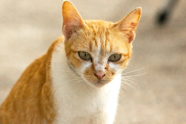 Turuncu bir kedinin sakin bakışları tetikte ve gözlemci olduğunu gösterir..