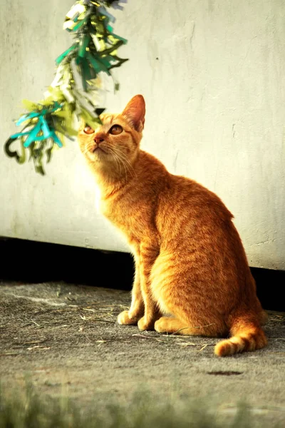 Turuncu kediler avlanma içgüdülerini canlandırmak için kurdele ya da iplik gibi nesnelerle oynarlar..