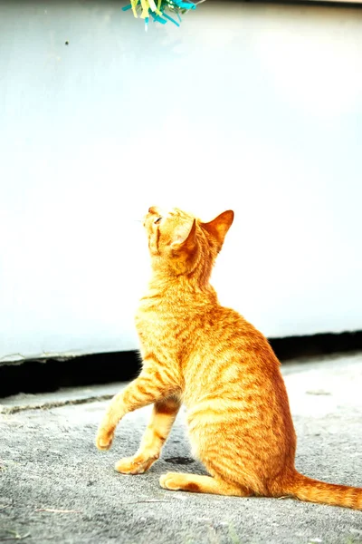 Turuncu kediler avlanma içgüdülerini canlandırmak için kurdele ya da iplik gibi nesnelerle oynarlar..