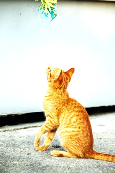 Turuncu kediler avlanma içgüdülerini canlandırmak için kurdele ya da iplik gibi nesnelerle oynarlar..