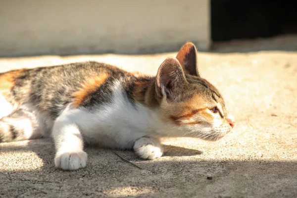 Calico yavruları, kendilerini güvende hissettiklerinde, hemen o bölgeyi bir yatağa çevirirler.