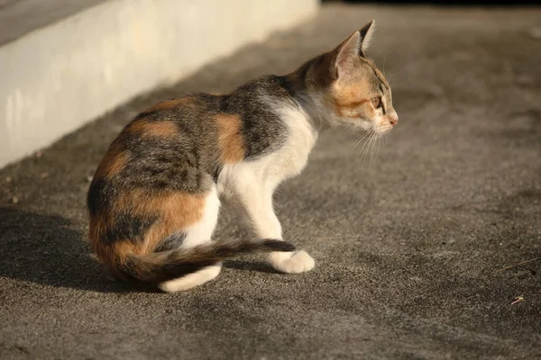 Bir yavru kedi yerde oturuyor ve gözlerinde tuhaf bir bakış var.