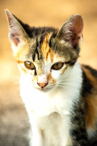Bir yavru kedi yerde oturuyor ve gözlerinde tuhaf bir bakış var.
