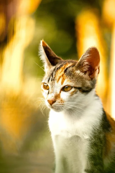 Bir yavru kedi yerde oturuyor ve gözlerinde tuhaf bir bakış var.