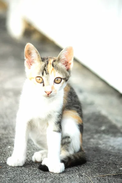 Bir yavru kedi yerde oturuyor ve gözlerinde tuhaf bir bakış var.