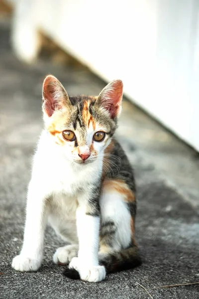 Bir yavru kedi yerde oturuyor ve gözlerinde tuhaf bir bakış var.