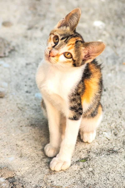 Bir yavru kedi yerde oturuyor ve gözlerinde tuhaf bir bakış var.