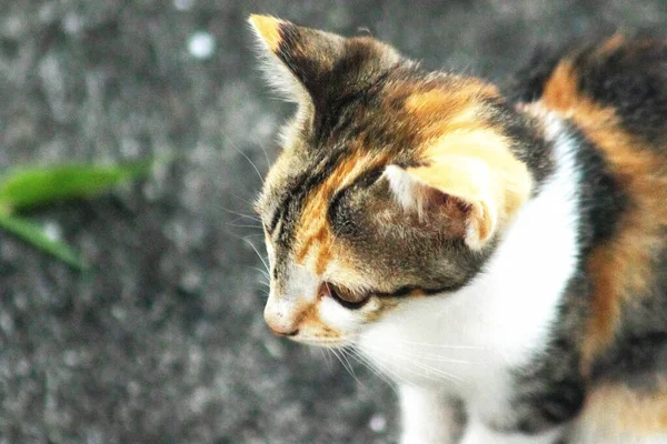Bir yavru kedi yerde oturuyor ve gözlerinde tuhaf bir bakış var.
