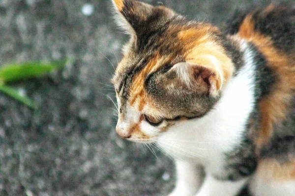 Bir yavru kedi yerde oturuyor ve gözlerinde tuhaf bir bakış var.