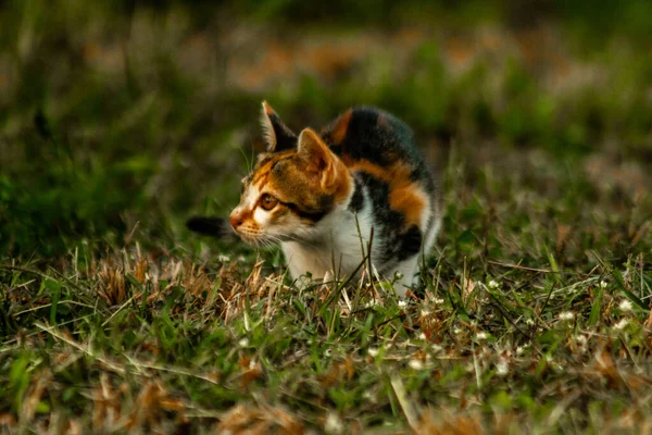 Bir yavru kedi çimenleri keşfediyor, çiçekleri kokluyor ve çimenlere dokunuyor.