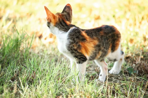 Bir yavru kedi çimenleri keşfediyor, çiçekleri kokluyor ve çimenlere dokunuyor.