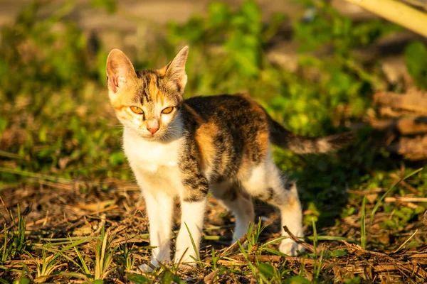 Bir yavru kedi çimenleri keşfediyor, çiçekleri kokluyor ve çimenlere dokunuyor.