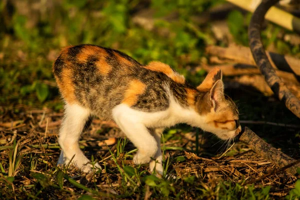 Bir yavru kedi çimenleri keşfediyor, çiçekleri kokluyor ve çimenlere dokunuyor.