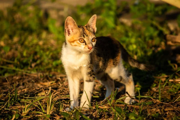Bir yavru kedi çimenleri keşfediyor, çiçekleri kokluyor ve çimenlere dokunuyor.