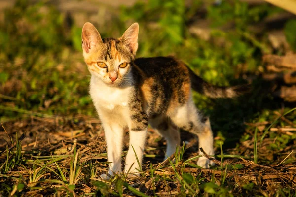 Bir yavru kedi çimenleri keşfediyor, çiçekleri kokluyor ve çimenlere dokunuyor.