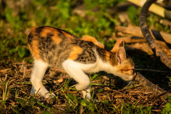 Bir yavru kedi çimenleri keşfediyor, çiçekleri kokluyor ve çimenlere dokunuyor.