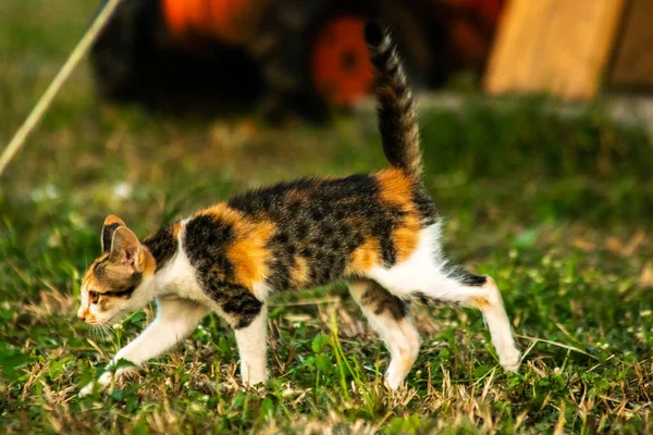 Bir yavru kedi çimenleri keşfediyor, çiçekleri kokluyor ve çimenlere dokunuyor.