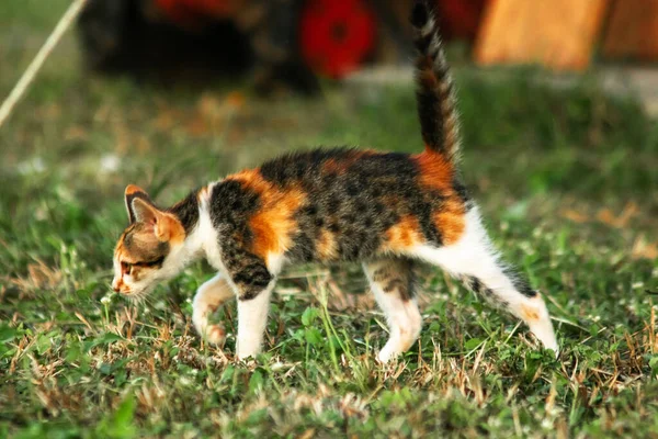 Bir yavru kedi çimenleri keşfediyor, çiçekleri kokluyor ve çimenlere dokunuyor.