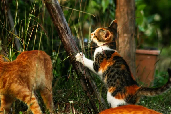 Bir yavru kedi çimenleri keşfediyor, çiçekleri kokluyor ve çimenlere dokunuyor.