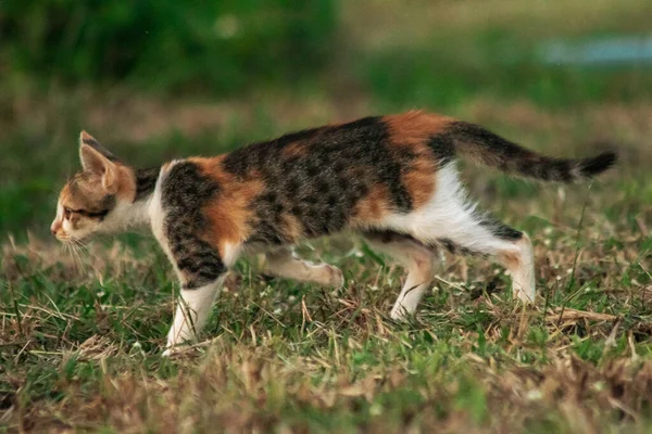 Bir yavru kedi çimenleri keşfediyor, çiçekleri kokluyor ve çimenlere dokunuyor.