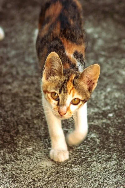 Bir yavru kedi dikkatle bir şeye bakıyor.