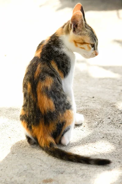 Bir yavru kedi dikkatle bir şeye bakıyor.