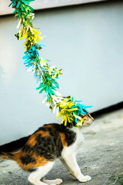 Yavru kedinin kanat çırpan kurdeleyi gözlemlemesi yavru kedinin saldırma arzusunu harekete geçirdi.