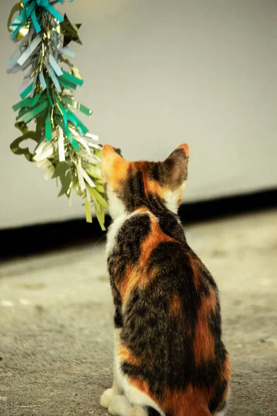 Yavru kedinin kanat çırpan kurdeleyi gözlemlemesi yavru kedinin saldırma arzusunu harekete geçirdi.