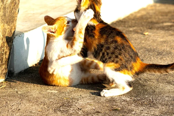Birbirleriyle oynayan kedi yavruları hareketlerde hız ve çeviklik geliştirmeye yardımcı olur.