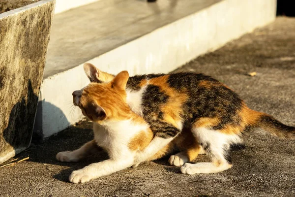 Birbirleriyle oynayan kedi yavruları hareketlerde hız ve çeviklik geliştirmeye yardımcı olur.