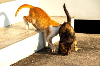 Birbirleriyle oynayan kedi yavruları hareketlerde hız ve çeviklik geliştirmeye yardımcı olur.
