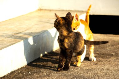 Birbirleriyle oynayan kedi yavruları hareketlerde hız ve çeviklik geliştirmeye yardımcı olur.