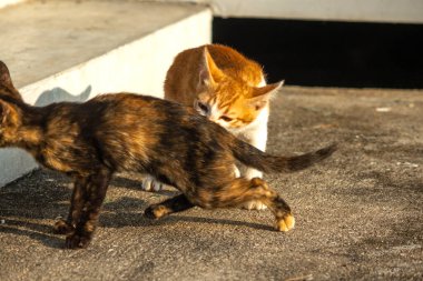 Birbirleriyle oynayan kedi yavruları hareketlerde hız ve çeviklik geliştirmeye yardımcı olur.