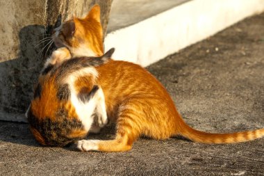 Birbirleriyle oynayan kedi yavruları hareketlerde hız ve çeviklik geliştirmeye yardımcı olur.