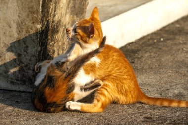 Birbirleriyle oynayan kedi yavruları hareketlerde hız ve çeviklik geliştirmeye yardımcı olur.