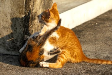 Birbirleriyle oynayan kedi yavruları hareketlerde hız ve çeviklik geliştirmeye yardımcı olur.