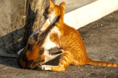 Birbirleriyle oynayan kedi yavruları hareketlerde hız ve çeviklik geliştirmeye yardımcı olur.