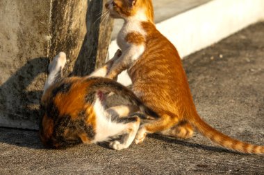 Birbirleriyle oynayan kedi yavruları hareketlerde hız ve çeviklik geliştirmeye yardımcı olur.