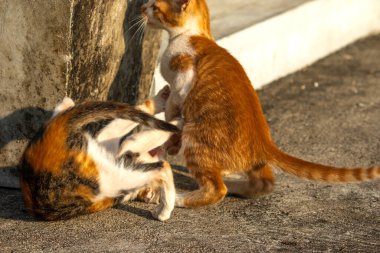 Birbirleriyle oynayan kedi yavruları hareketlerde hız ve çeviklik geliştirmeye yardımcı olur.