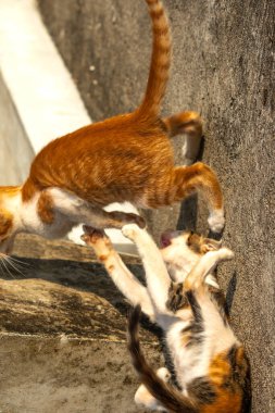Birbirleriyle oynayan kedi yavruları hareketlerde hız ve çeviklik geliştirmeye yardımcı olur.