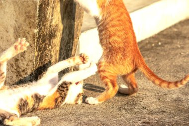 Birbirleriyle oynayan kedi yavruları hareketlerde hız ve çeviklik geliştirmeye yardımcı olur.