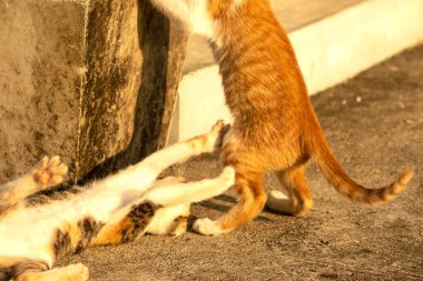 Birbirleriyle oynayan kedi yavruları hareketlerde hız ve çeviklik geliştirmeye yardımcı olur.