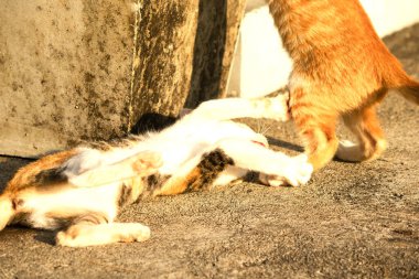 Birbirleriyle oynayan kedi yavruları hareketlerde hız ve çeviklik geliştirmeye yardımcı olur.