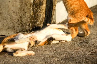 Birbirleriyle oynayan kedi yavruları hareketlerde hız ve çeviklik geliştirmeye yardımcı olur.