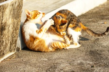 Birbirleriyle oynayan kedi yavruları hareketlerde hız ve çeviklik geliştirmeye yardımcı olur.