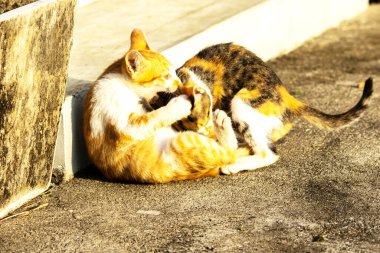 Birbirleriyle oynayan kedi yavruları hareketlerde hız ve çeviklik geliştirmeye yardımcı olur.
