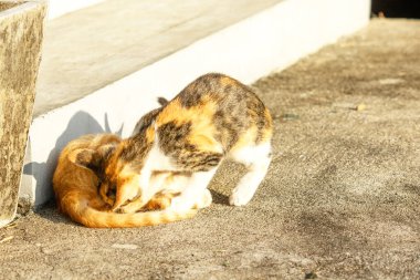 Birbirleriyle oynayan kedi yavruları hareketlerde hız ve çeviklik geliştirmeye yardımcı olur.