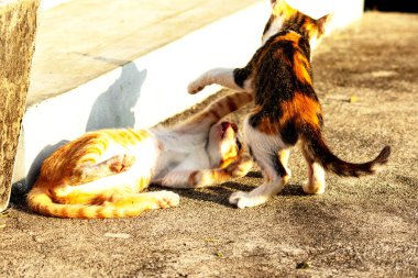 Birbirleriyle oynayan kedi yavruları hareketlerde hız ve çeviklik geliştirmeye yardımcı olur.