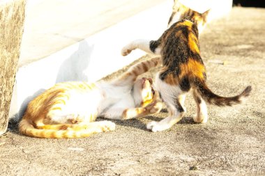 Birbirleriyle oynayan kedi yavruları hareketlerde hız ve çeviklik geliştirmeye yardımcı olur.